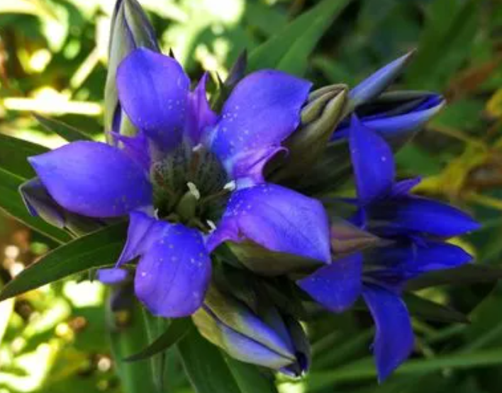 龙胆花冬天要干枯吗