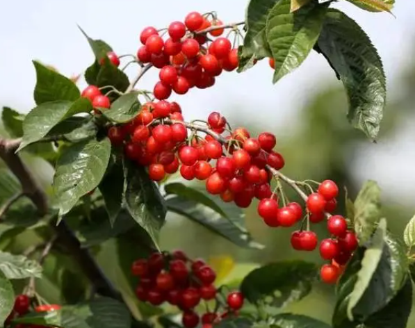 四年樱桃树修剪拉枝技术如何呢