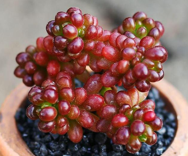 红色浆果多肉花语是什么呢