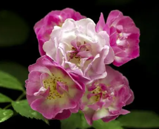 蔷薇花的形象如何呢