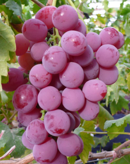 第二年葡萄树冬天怎样修剪