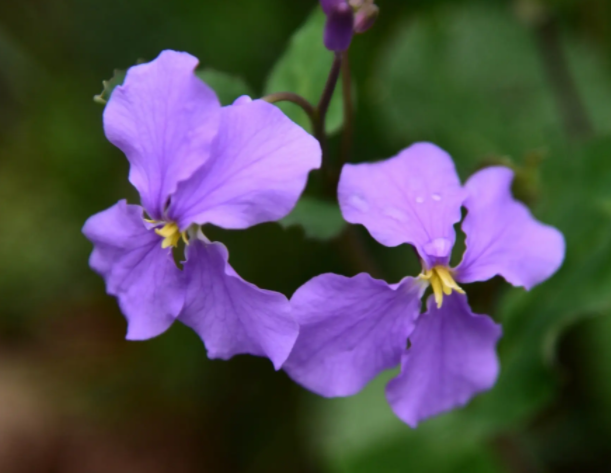 二月兰是吃叶还是花