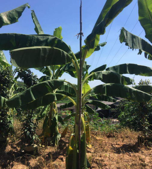 芭蕉树适合种在哪里