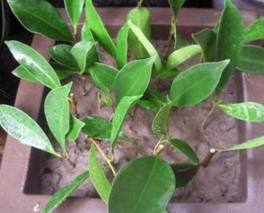 怎样扦插榕树容易成活