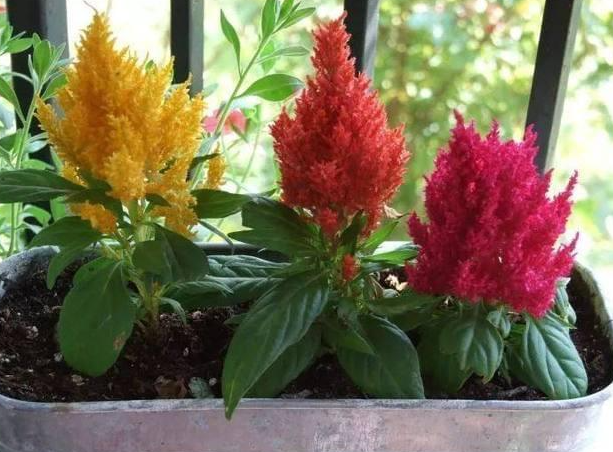 鸡冠花盆栽可以活几年