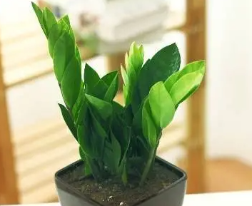 摇钱树什么时候种植