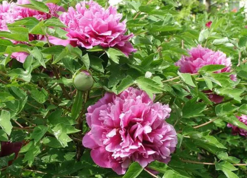 七月份把牧丹花茎杆剪掉好吗