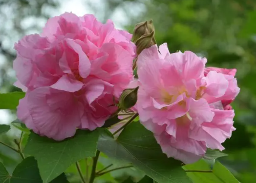 芙蓉花怎么养家庭养法