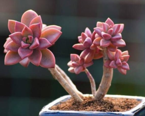 姬胧月用什么形状花盆