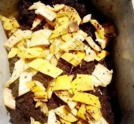 水果渣子可以做花肥吗