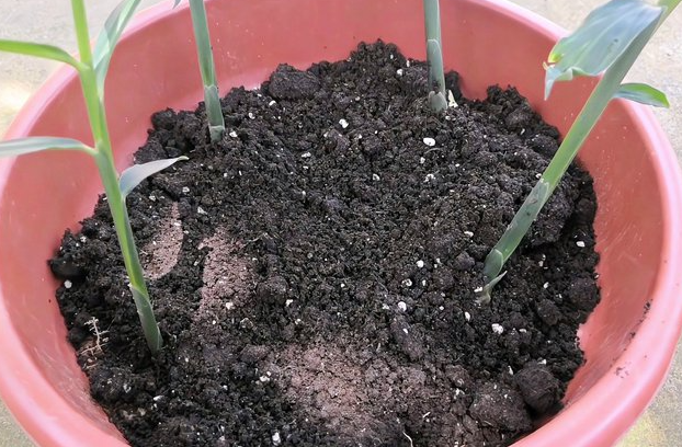 姜放花盆里可以做肥料吗