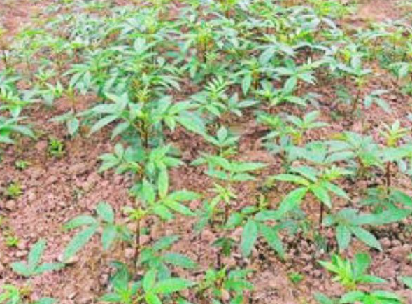 花椒树扦插技术和时间