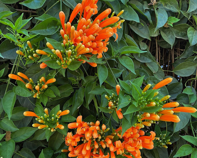 炮仗花需要每天浇水吗