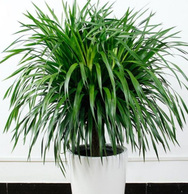 龙血树几月份换盆最好