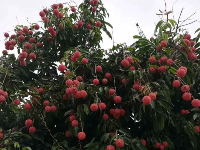 一棵荔枝树一年能产生的利润