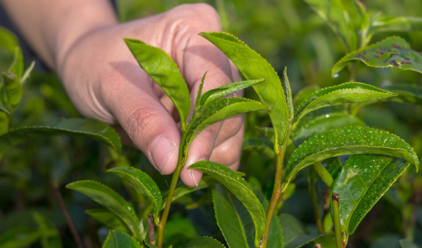 春季茶树修剪后需要怎么处理