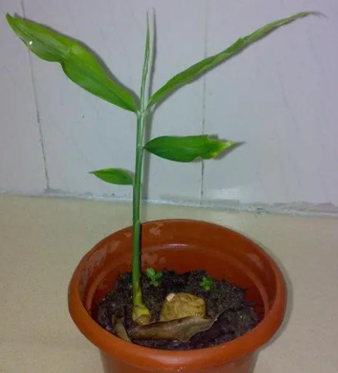 花盆里种生姜怎么栽种