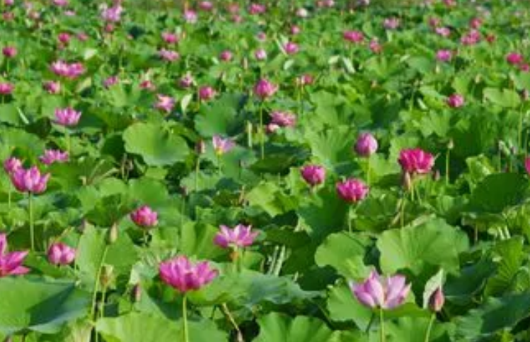 观赏莲花怎么种植