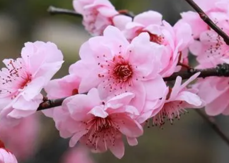 梅花什么时候栽最好