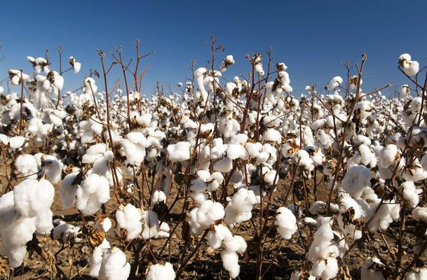 一亩棉花产量多少斤