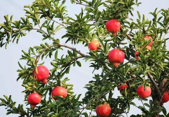 石榴树最好的风水位置