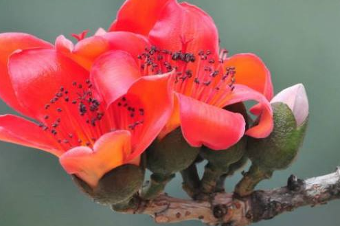 木棉花的繁殖方法