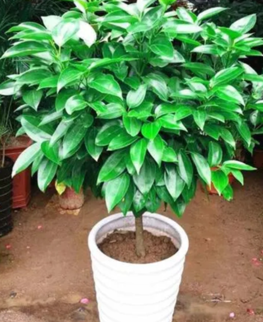 富贵树好养活吗