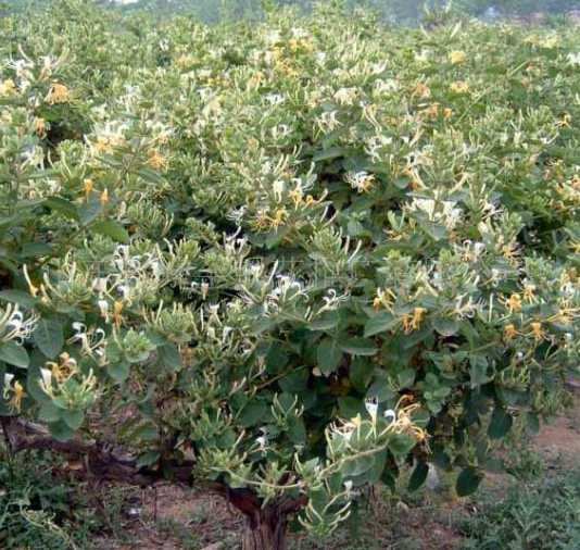 金银花树的风水禁忌