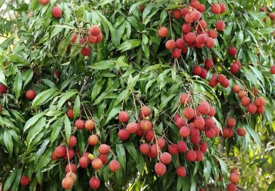 荔枝树适合的温度