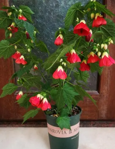 蔓性风铃花的繁殖方法