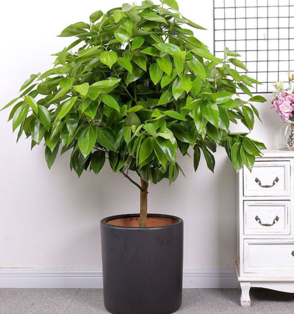 平安树配什么花盆最好