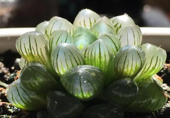 玉露开花怎么收集种子