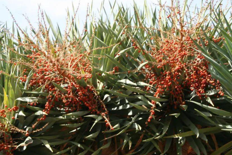 龙血树开花后结的果子有用吗