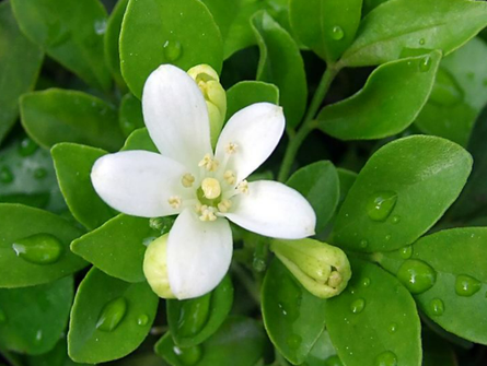 十里香养多久才能开花