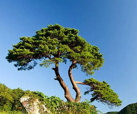 松树的栽培与保养