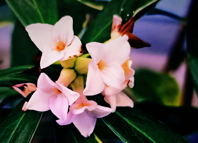 瑞香一年有几个花期