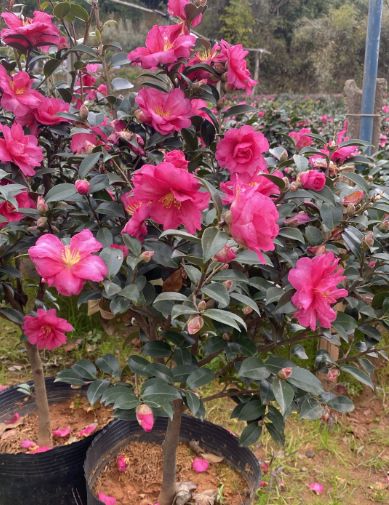 茶梅有花苞了用什么肥料