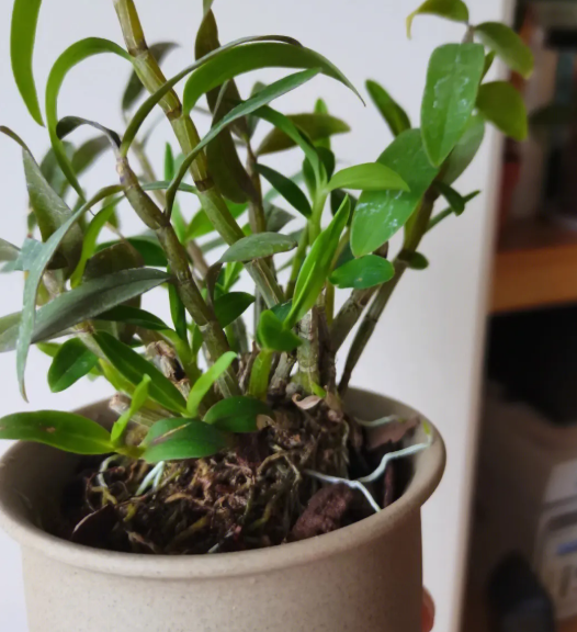 石斛兰花开完后还开么