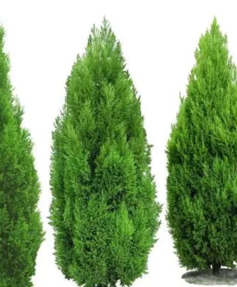 柏树的最佳种植时间是什么时候