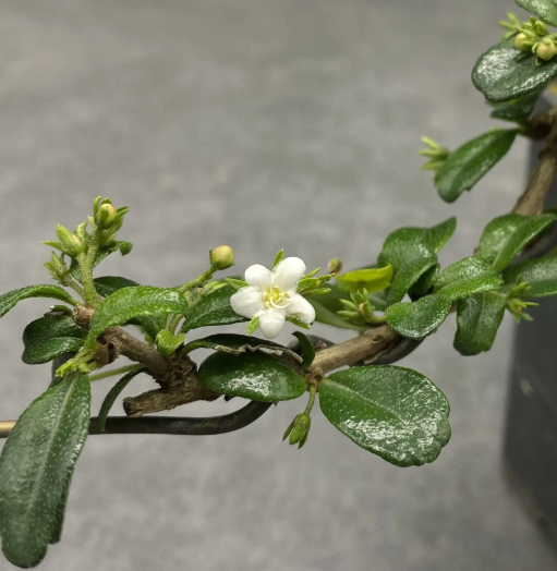 六月雪开花有几种颜色