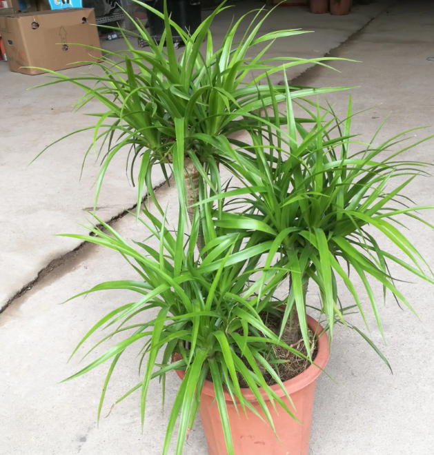 龙须树土壤要求