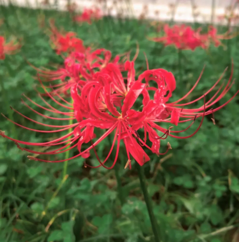 彼岸花可以在室内养吗