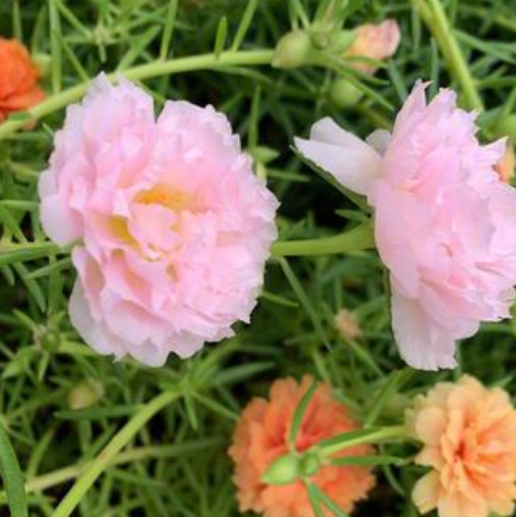 怎么养太阳花越开越大