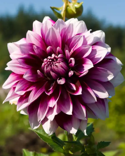 大丽花扦插最简单方法