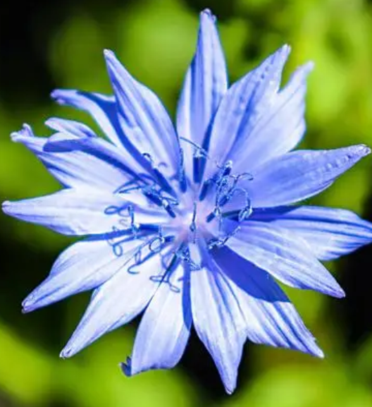 矢车菊从播种到开花要多久