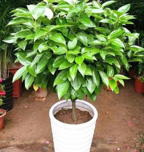 平安树施肥方法