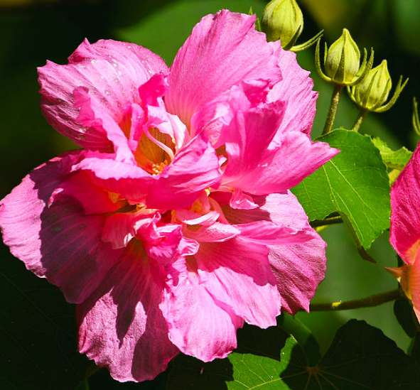芙蓉花的养殖方法什么时候种
