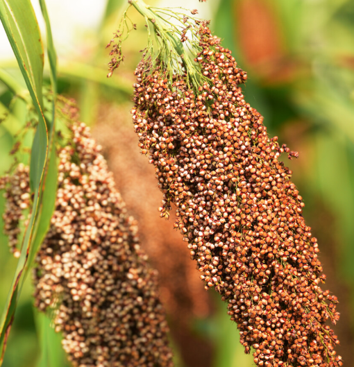 高粱抽穗扬花至成熟需多少天