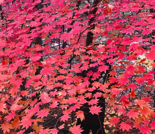 枫树盆景怎么养