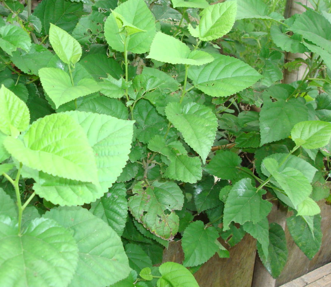 桑树能扦插活吗